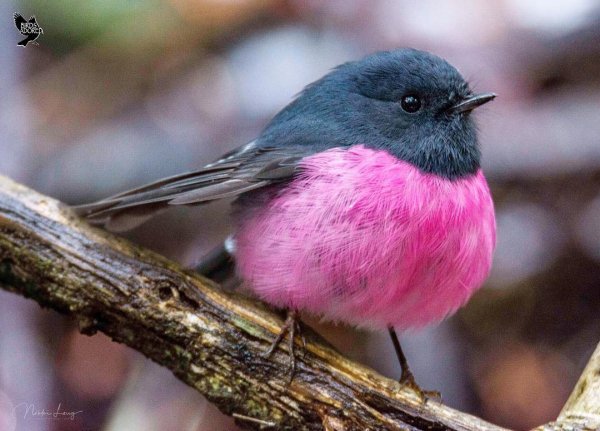 розовый робин