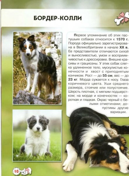 Бордер - колли