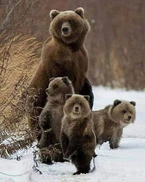 3 310274338 533644788761934 4182843799126238274 n