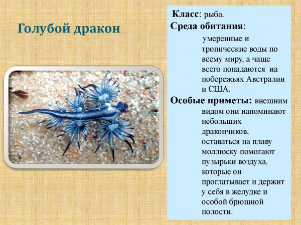 Голубой дракон
