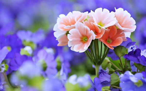 Petal-blurry-wallpaper-pink-and-purple-flowers-flowers