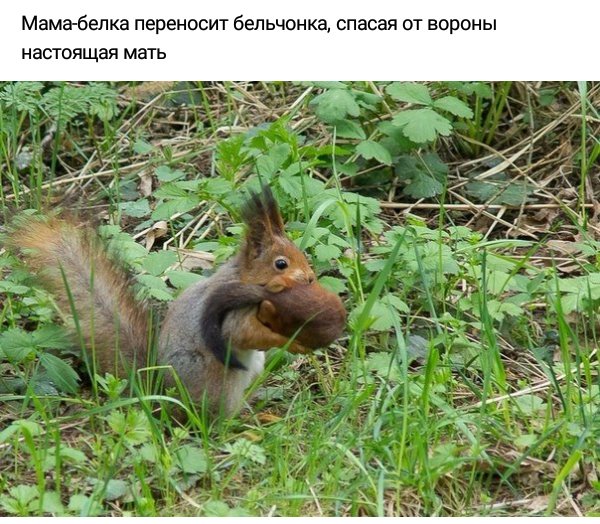 настоящая мать