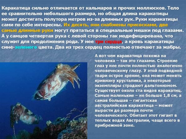 Каракатица