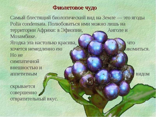 Фиолетовое чудо