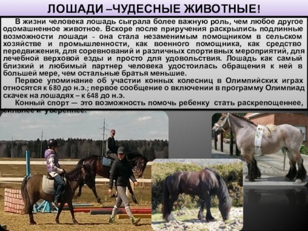 Лошади - чудесные животные