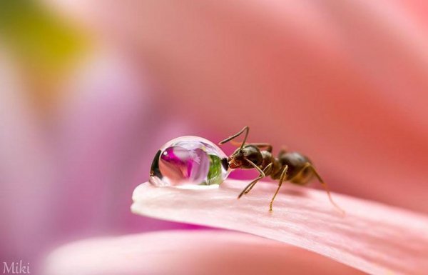 macro-photography-miki-asai-81