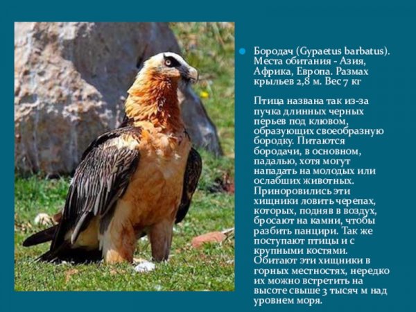 Бородач