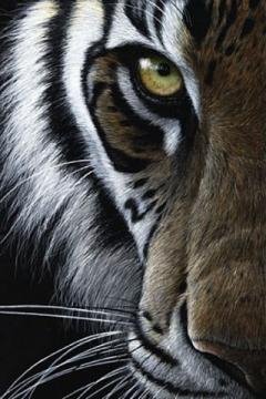 Tiger Eye