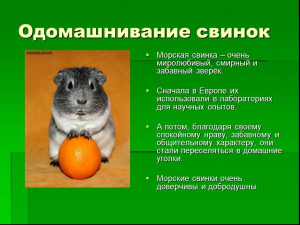 Морские свинки