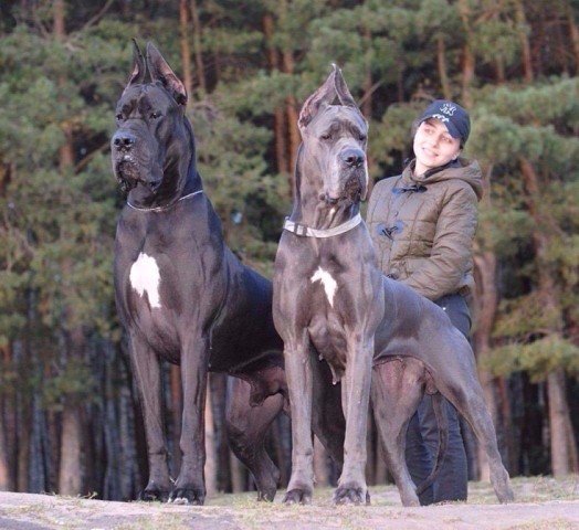 Опасные ребята!