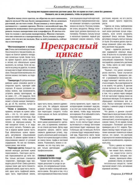 Прекрасный цикас