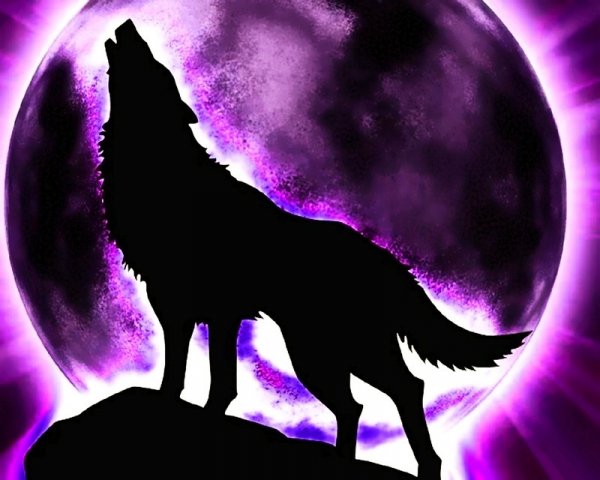 волк воет на луну