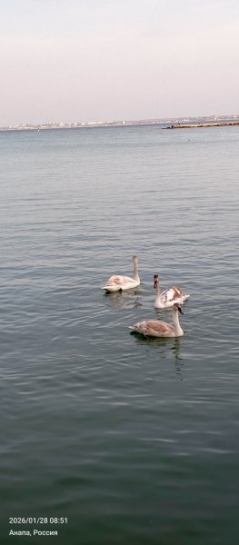 Анапа. Лебеди на галечном пляже