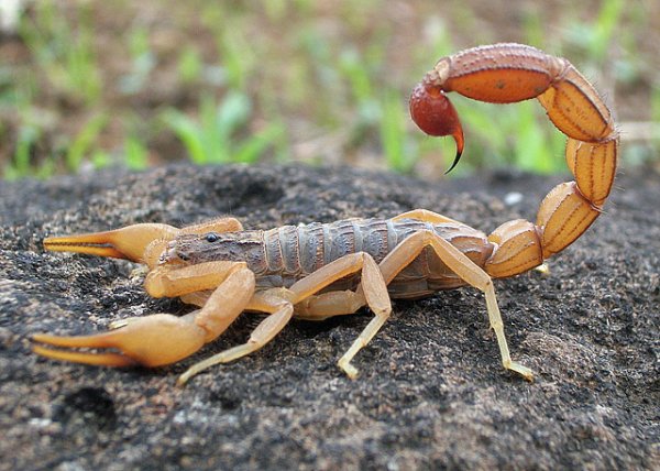 Scorpion Photograph