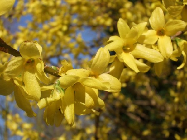 Forsythia gold lilac golden bells