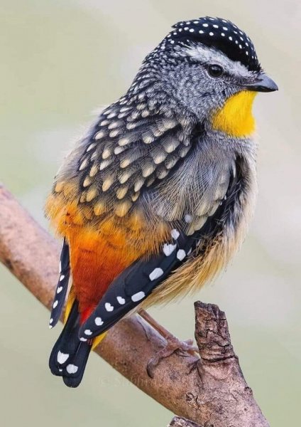 ПРИРОДА АВСТРАЛИИ