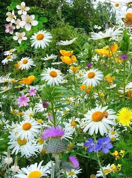 Красивые цветы ,ромашки