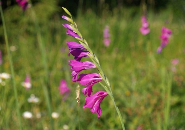 Shpazhnik-cherepitchatyy