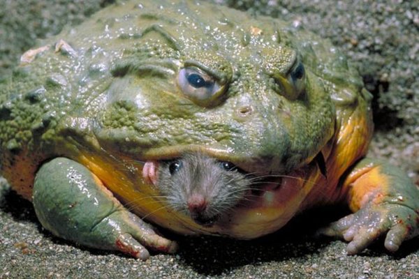 Muxeucu