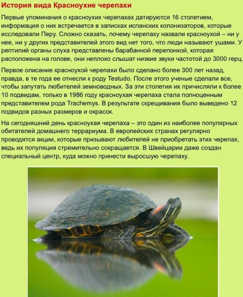 Красноухая черепаха