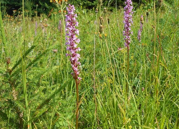 Kokushnik-dlinnorogiy
