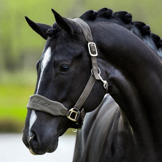 Спасибо тебе господи за такую красату horses love!