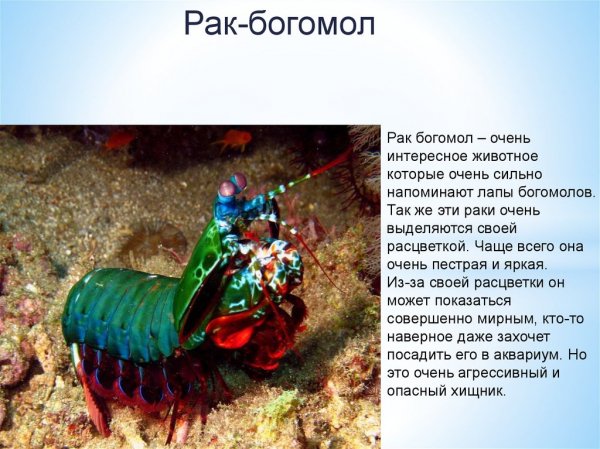 Рак - богомол