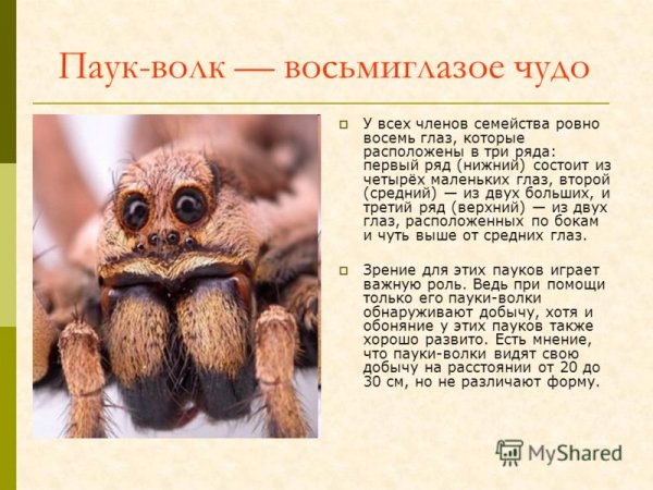 Паук - волк