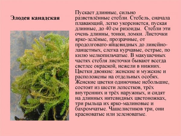 Элодея канадская