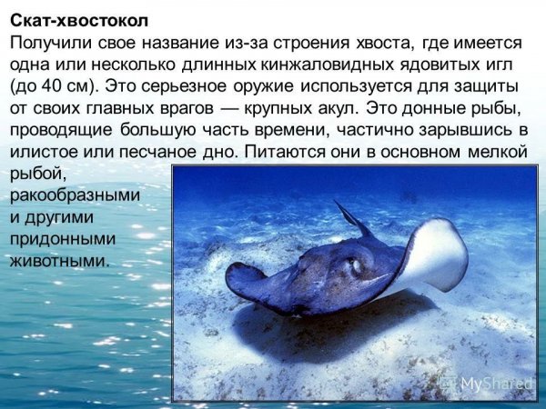 Скат - хвостокол