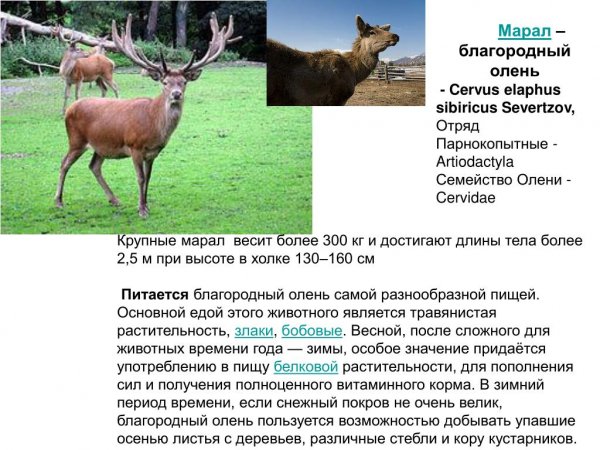 Марал