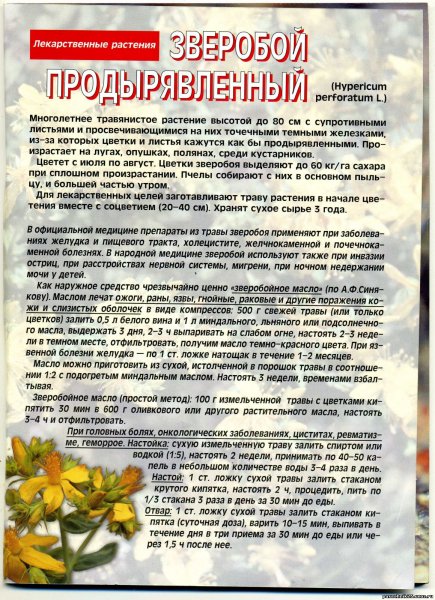 Зверобой продырявленный