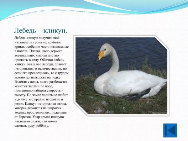 Лебедь - кликун