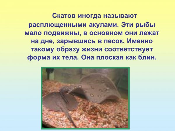Скаты