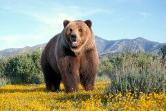 Grizzly-Bear