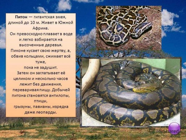 Питон