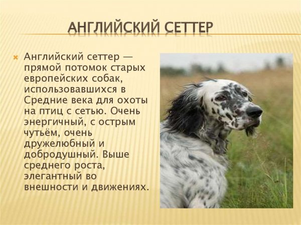 Английский сеттер
