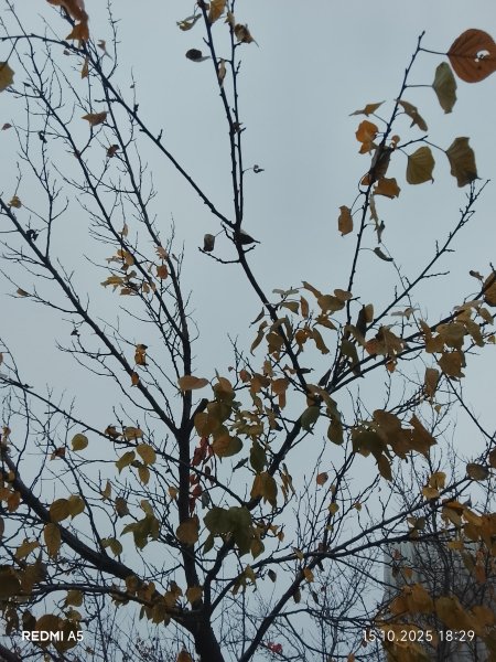 picture_398632539