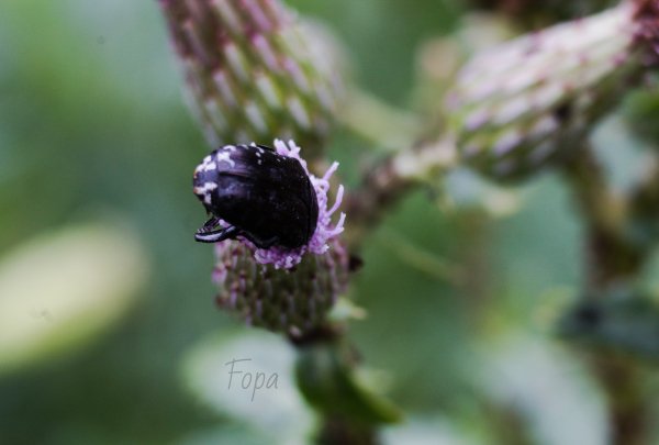 ff33a0f5dd IMG 8106 edited