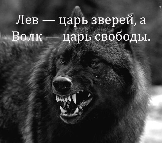 Волк=СВОБОДА