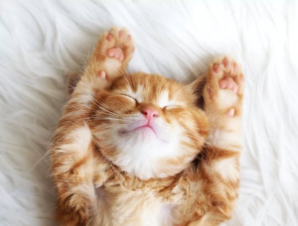 Лапы вверх !)