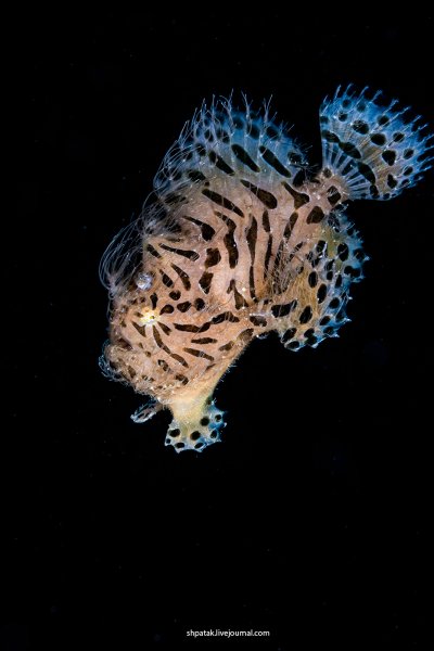 Волосатая рыба