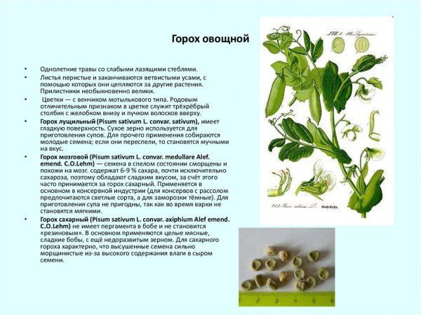 Горох овощной