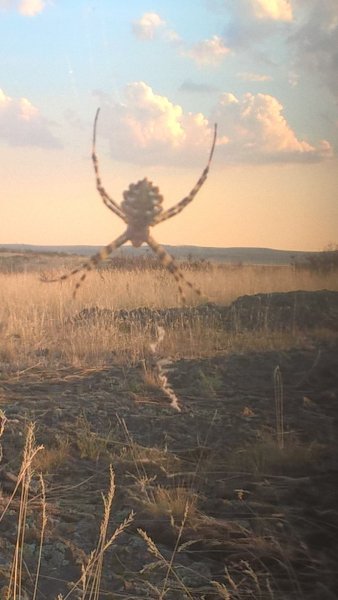 Паук Аргеопа Бронниха