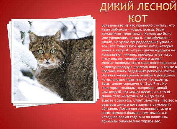Дикий лесной кот