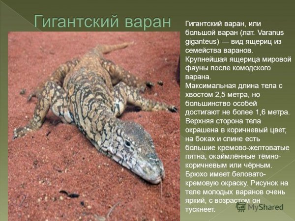 Гигантский варан