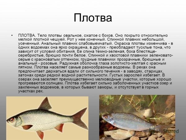 Плотва