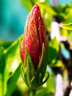 Buton tsvetok krasnyj