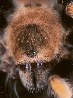 Insects 037
