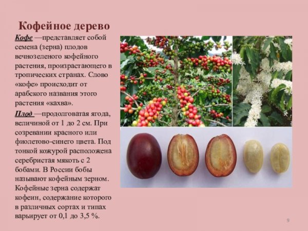 Кофейное дерево